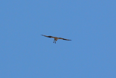 [Osprey in flight coming toward the camera with feet hanging straight down as if the 'landing gear'is down.]